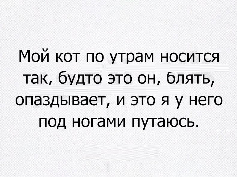 Мой кот