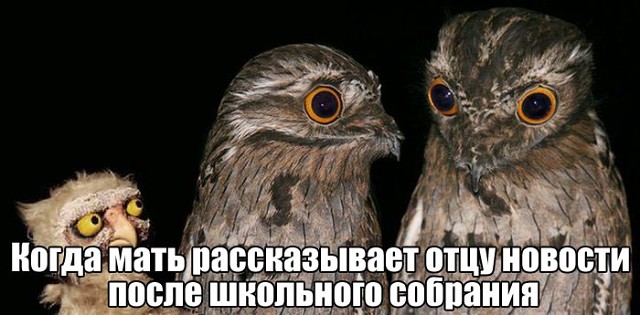 Жиза