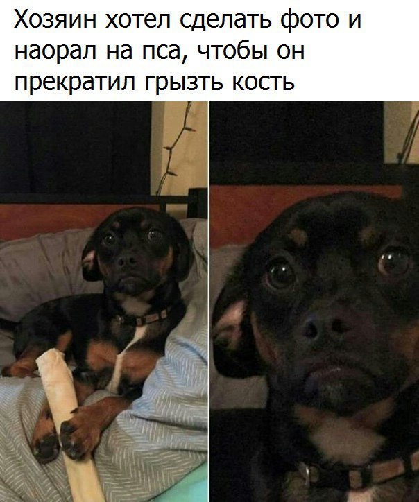 Грустный пес