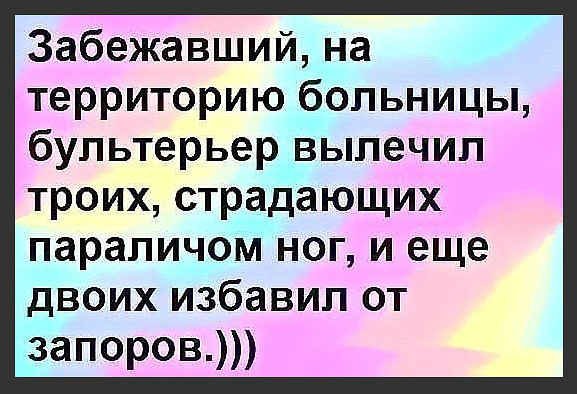 Бультерьер