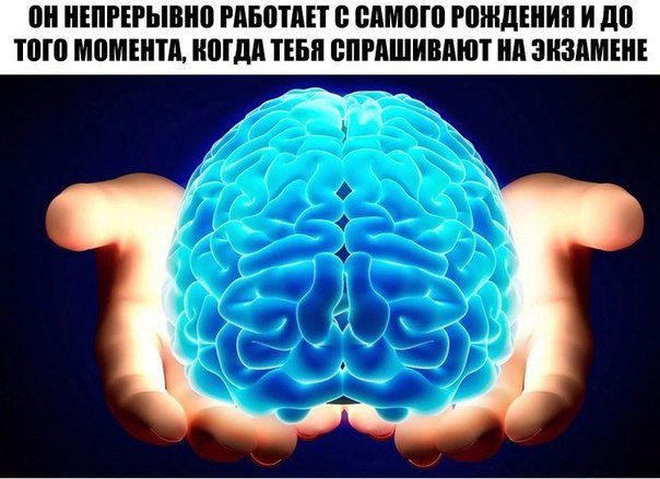 Мозг