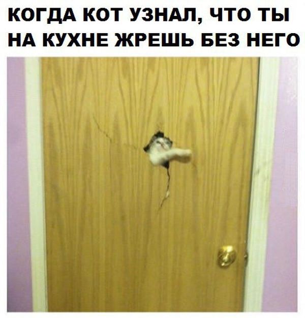 Кот всё узнал