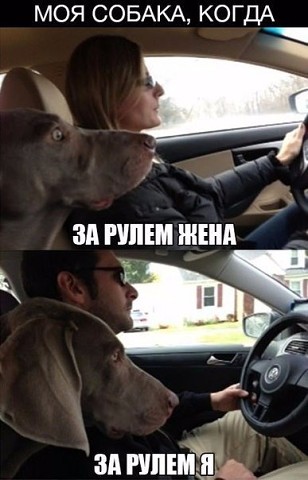 Собака