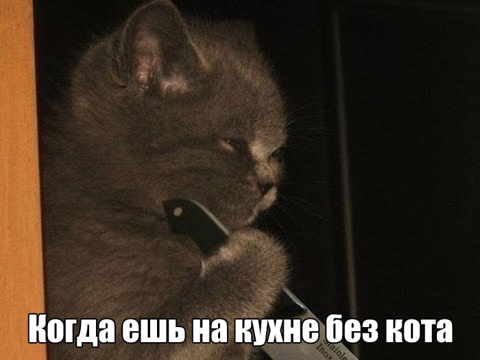 Ешь без кота