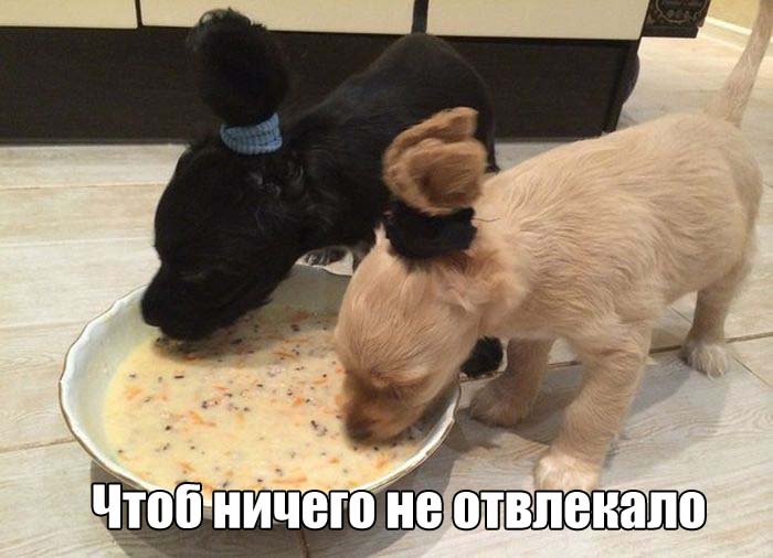 Хвостики