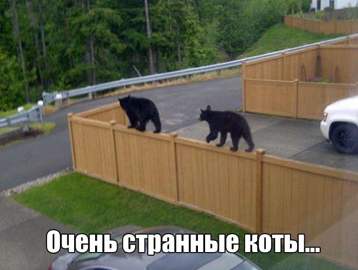 Странные коты