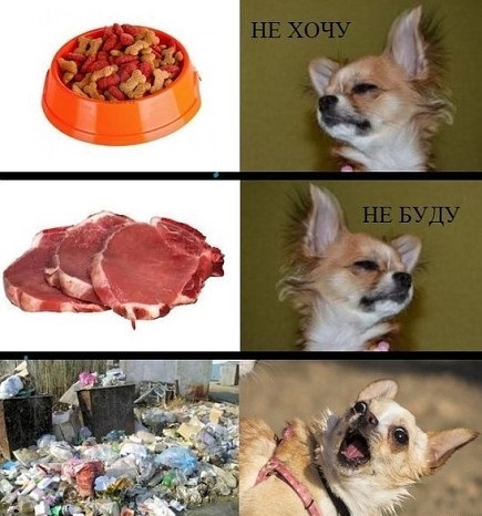 Типичный домашний пес