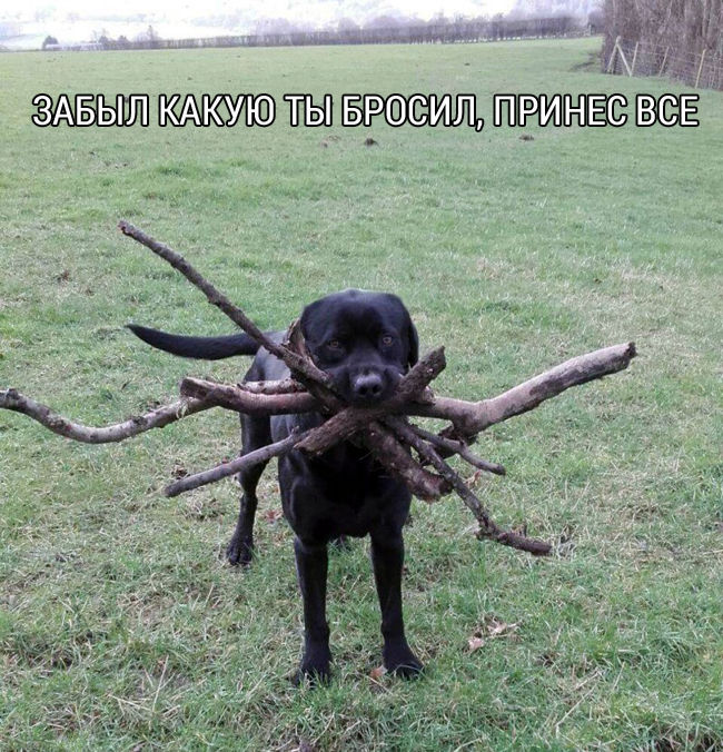 Принес все