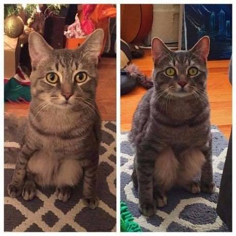 Кот