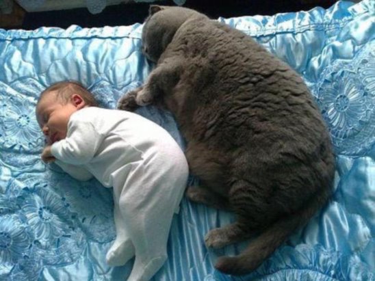 кот и ребёнок