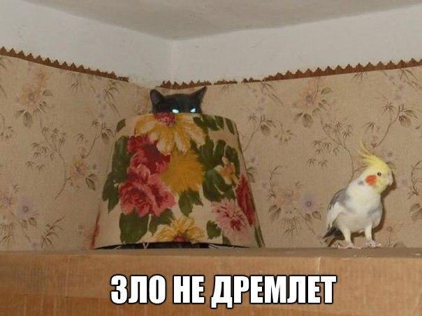 Котэ