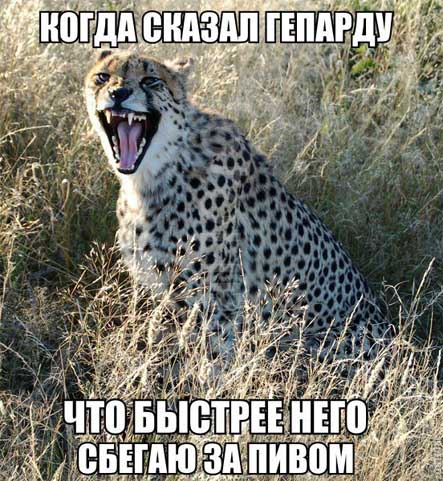 Насмешил гепарда