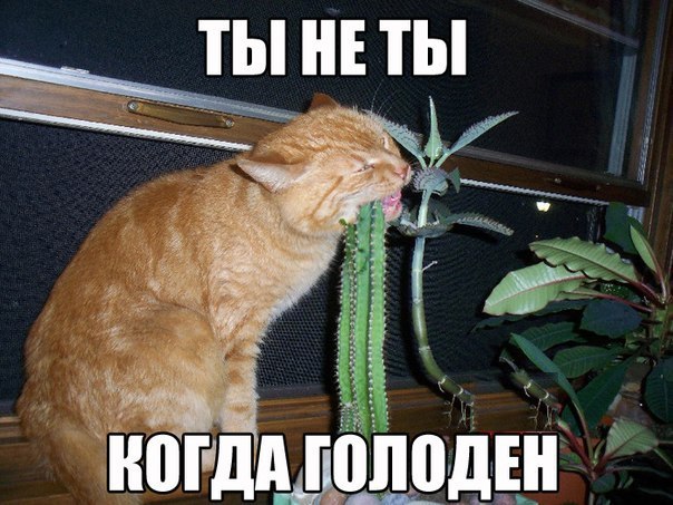 Голодный