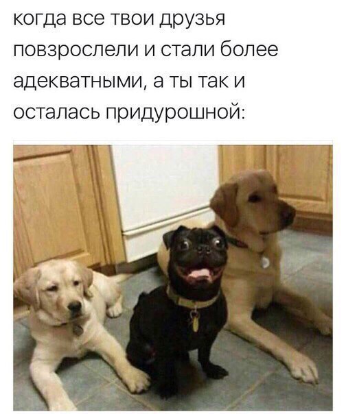 Адекватные друзья