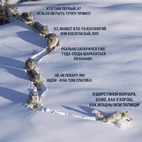 Вожак