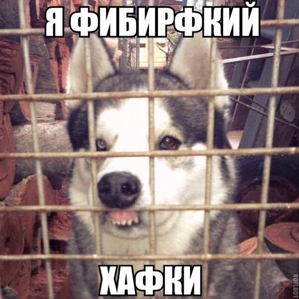 Хаски