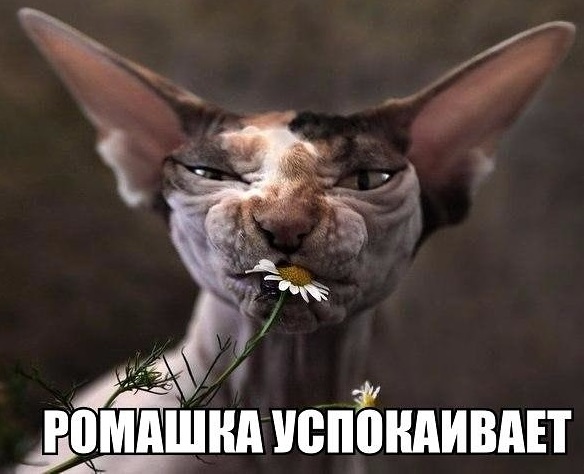 Успокоительное
