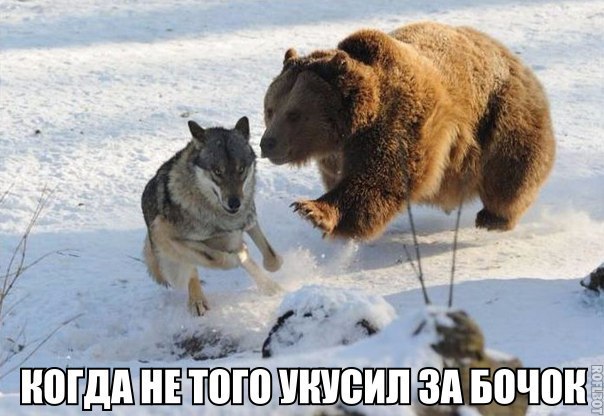 Мишка