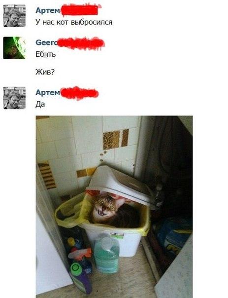 Кот выбросился