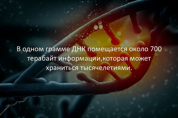 ДНК