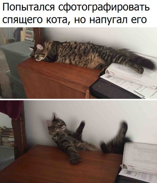Напугал кота