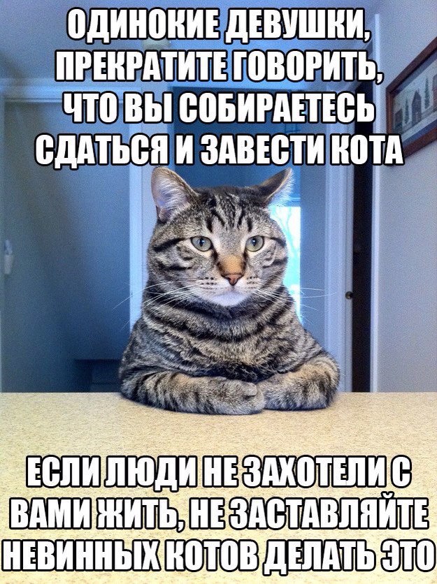 Не заставляйте котов