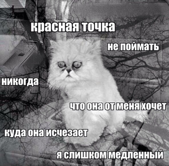Котик