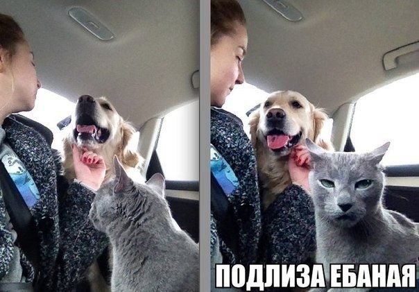 Подлиза