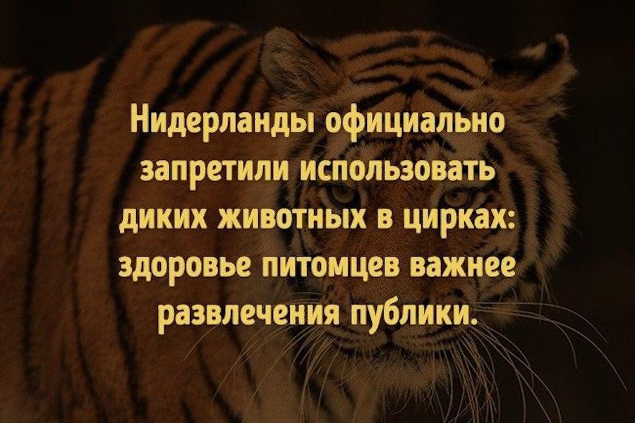 Нидерланды