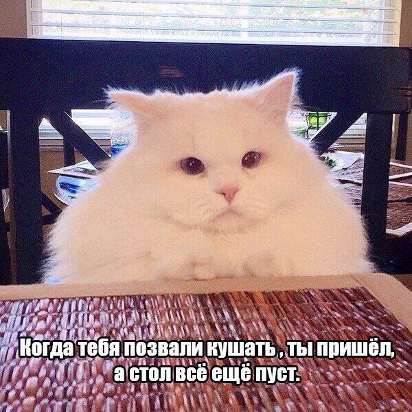 Позвали кушать
