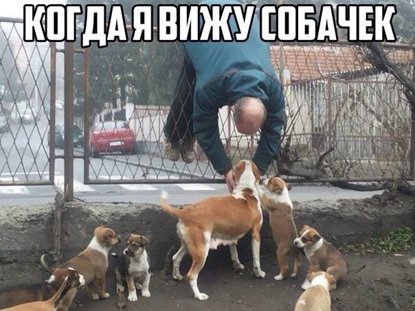 Собачки