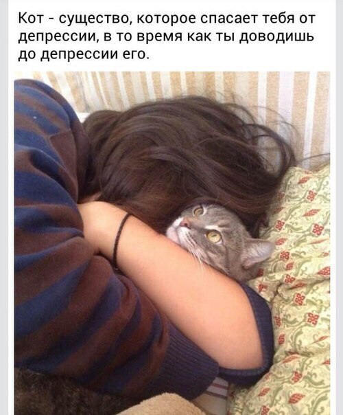 Кот 