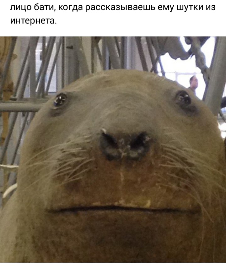 Пошутил