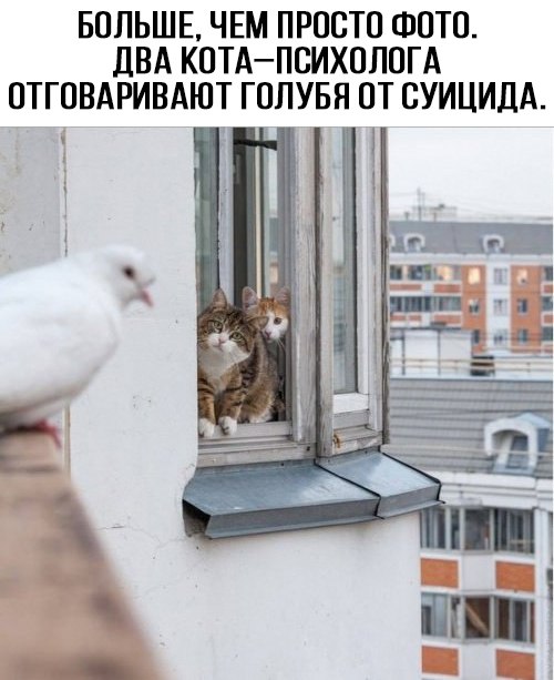 Коты-психологи