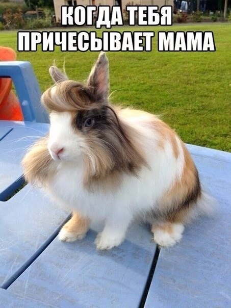 Прическа