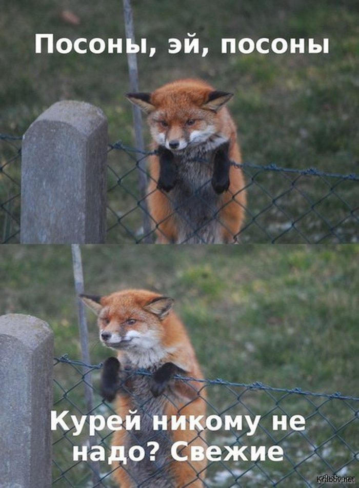Свежие