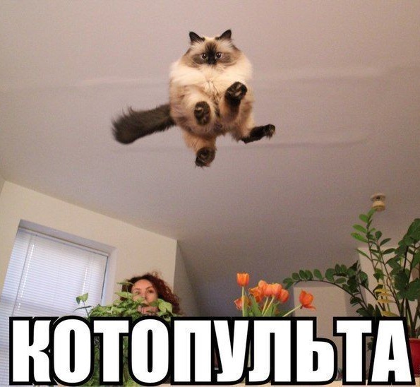 Котопульта