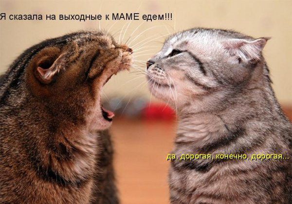 Дорогая