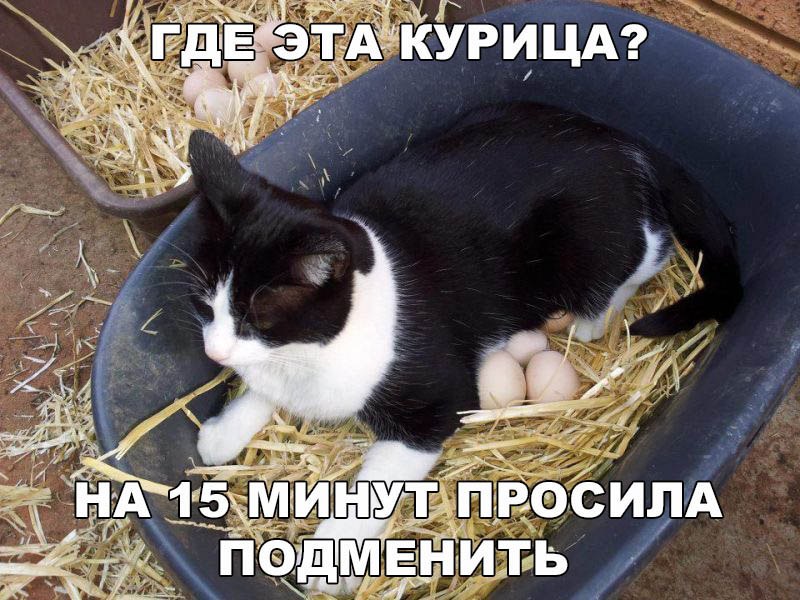 Попросили подменить...