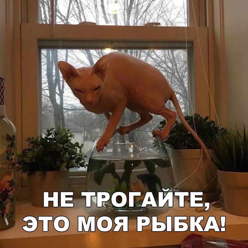 Моя прелесть!