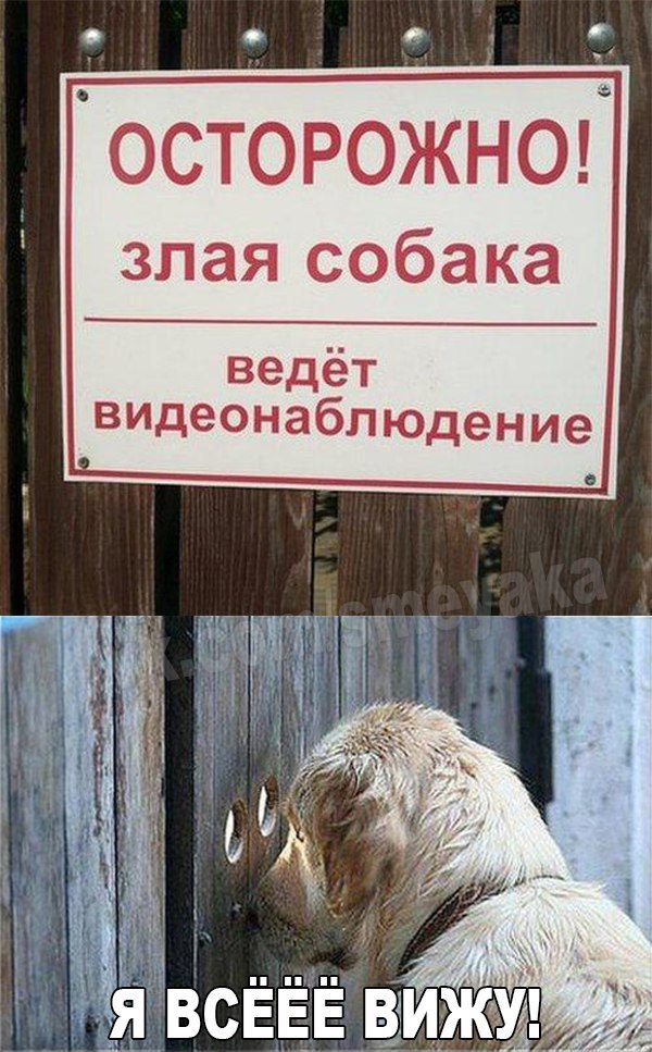 Злая собака