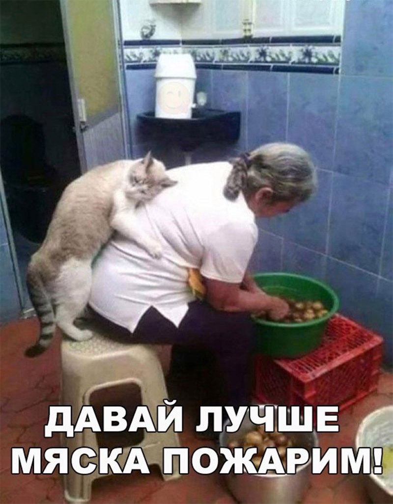 Требовательный кот