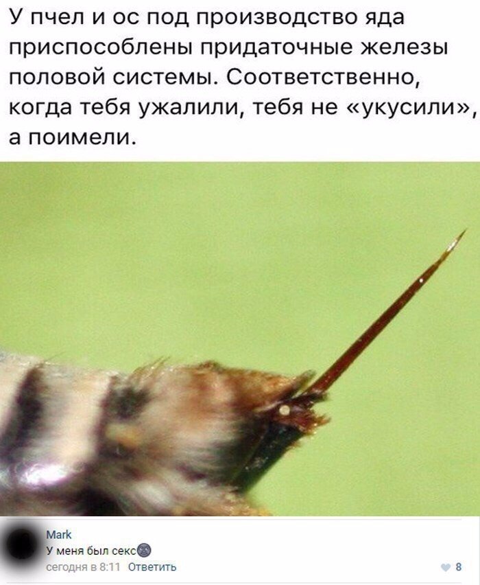 Шаловливые пчелки