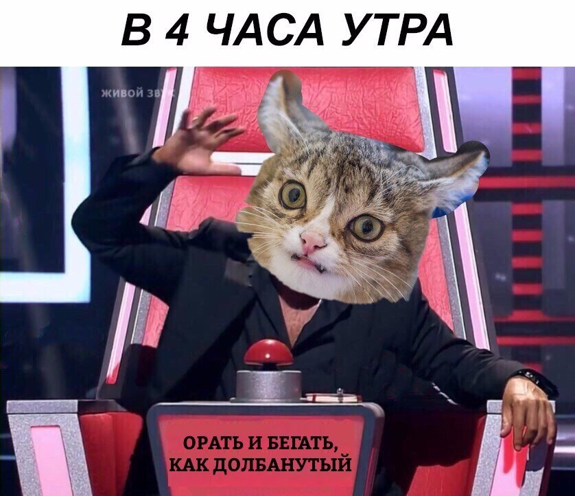 Типичный кот