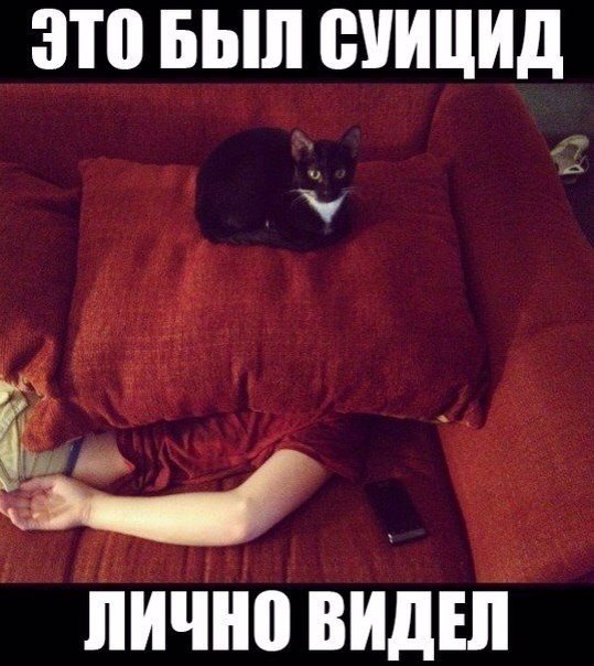 Кот - убийца