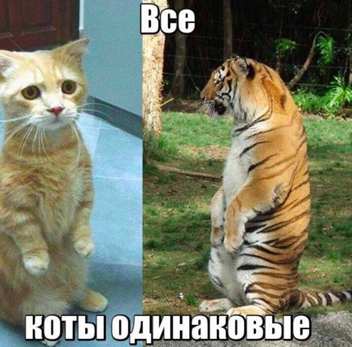 Котэйки