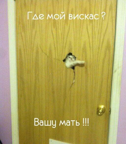 Где его вискас?