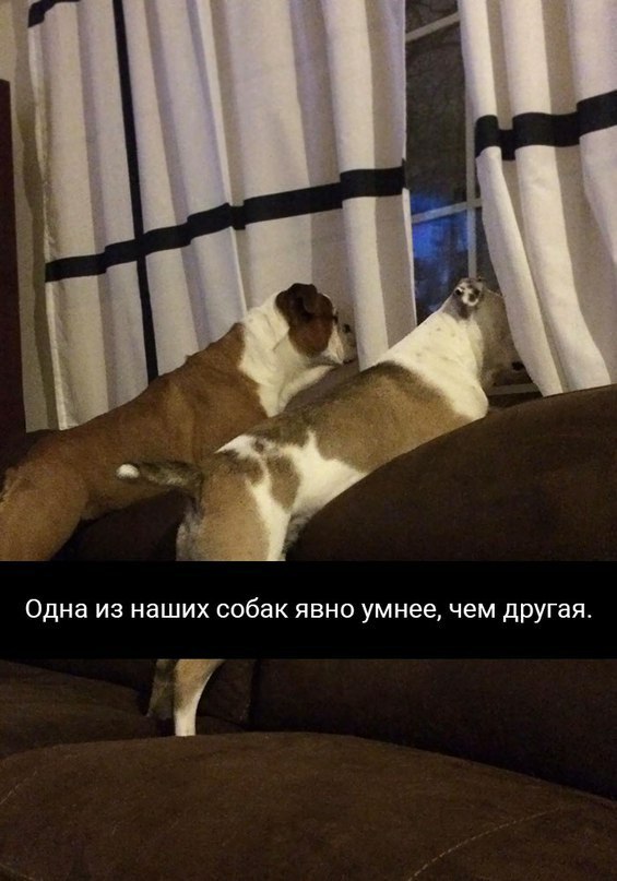 Умные животные