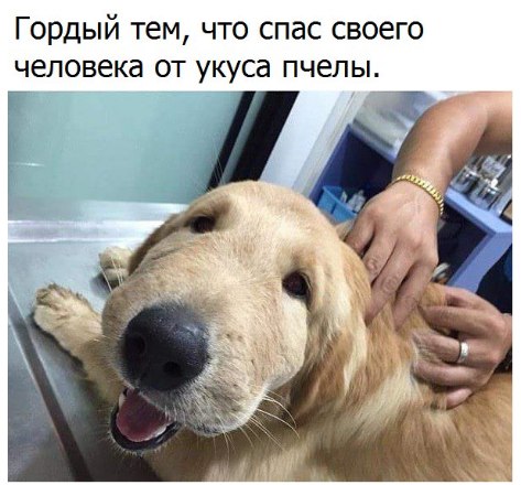 Гордость