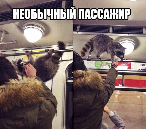 Зайцем едет